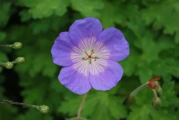 Geranium Rozanne