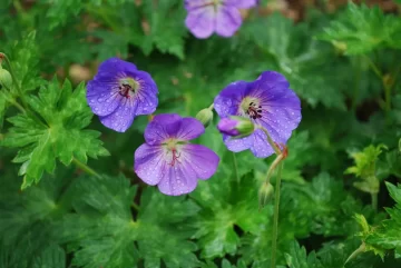 Geranium Rozanne
