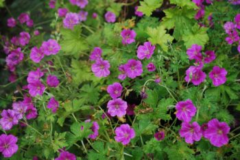 Geranium Russel Prichard
