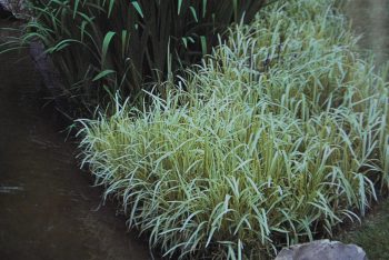 Glyceria Maxima Variegata