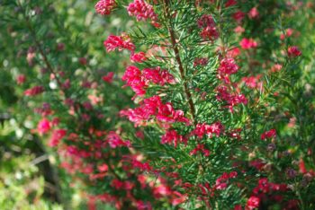 Grevillea 'Canberra Gem'