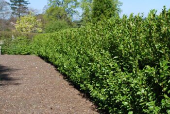 Planning A Hedge In Your Garden