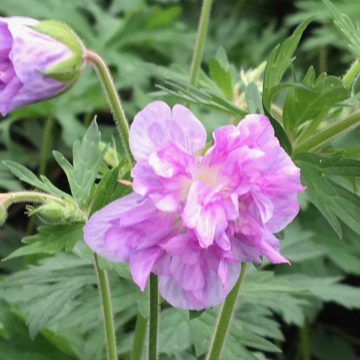 Geranium Cloud Nine