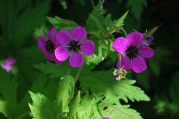 Geranium Psilostemon