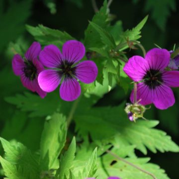 Geranium Psilostemon