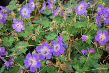 Geranium Rozanne