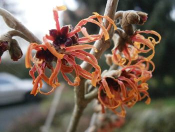 Hamamelis X Intermedia Jelena