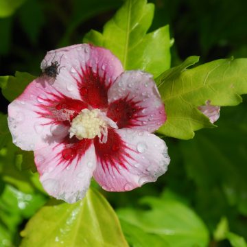 Hibiscus Hamabo