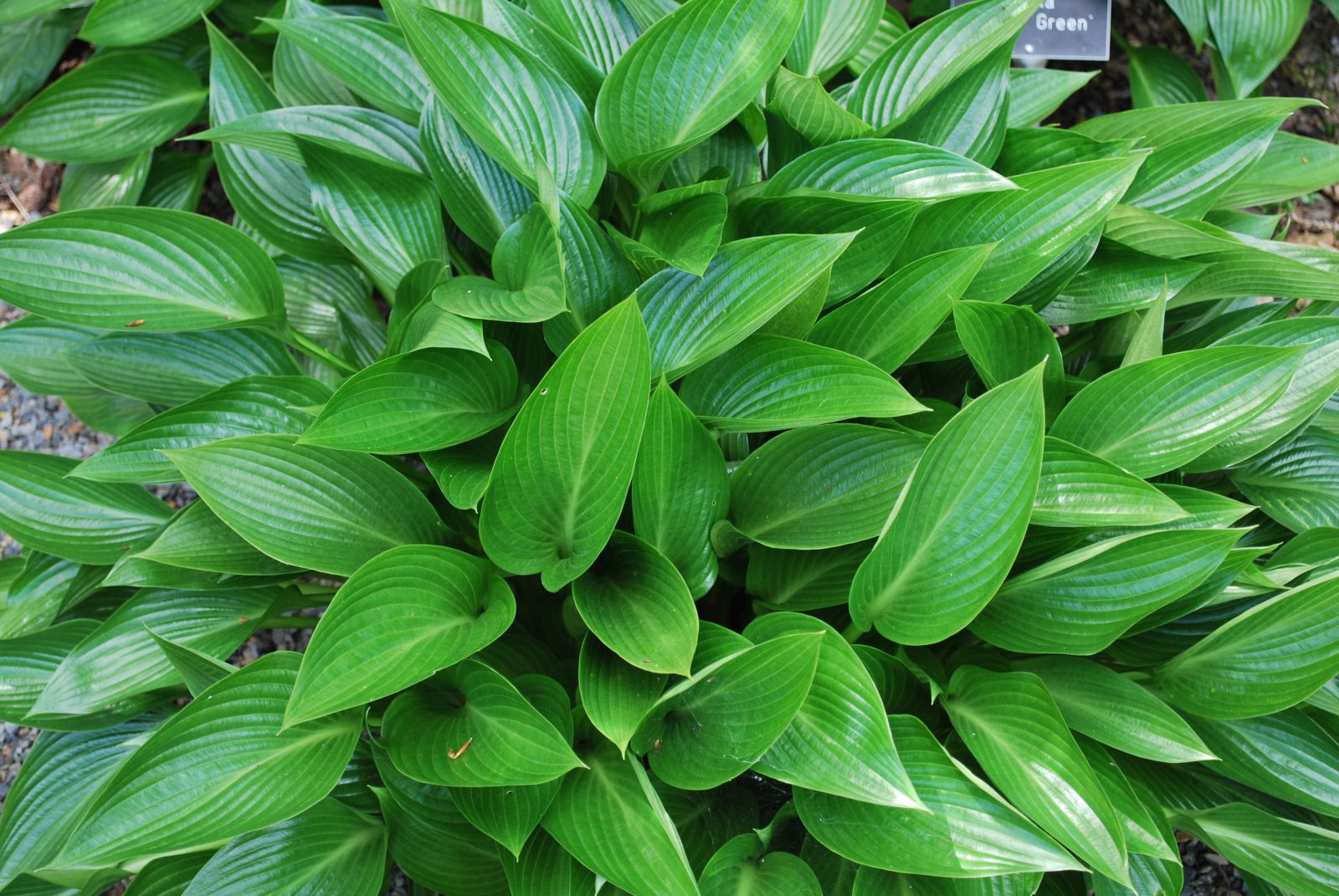 Hosta Devon Green Emerald Plants Hosta Devon Green Emerald Plants
