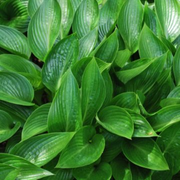 Hosta Devon Green
