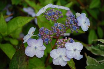 Hydrangea Serrata Bluebird