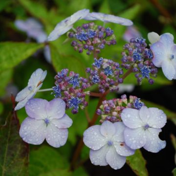 Hydrangea Serrata Bluebird