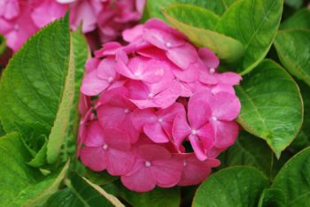 Long Flowering Garden Plants