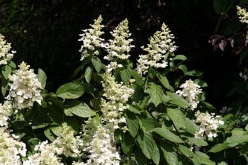 Hydrangea Paniculata Grandiflora