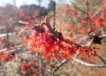 Hamamelis Ruby Glow