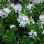 Hebe Wiri Mist