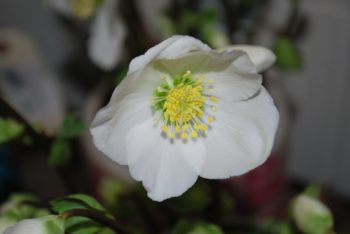 Helleborus Niger