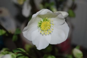 Helleborus Niger