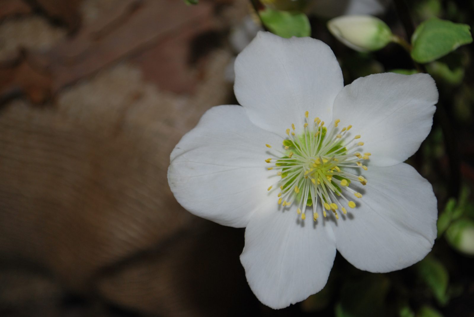 Helleborus Niger Helleborus Niger