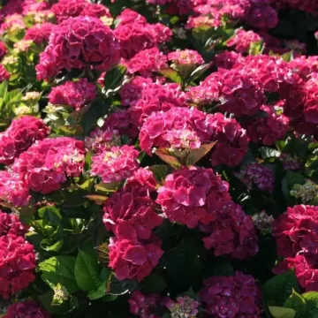 Hydrangea Merveille Sanguine