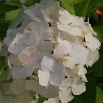 Hydrangea Macrophylla Madame Emile Mouillere