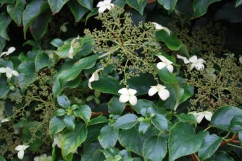 Hydrangea Petiolaris
