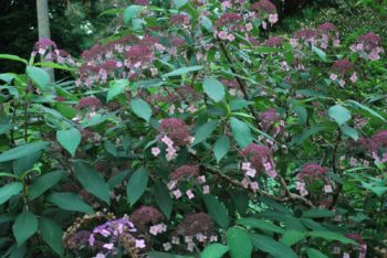 Hydrangea 'Villosa'