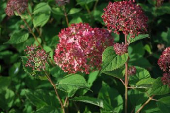 Hydrangea Arborescens Invincibelle Spirit