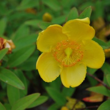 Hypericum Hidcote