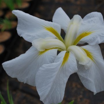 Iris Kaempferi Snow Queen