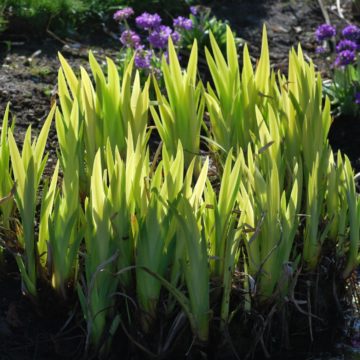 Iris Pseudacorous Mellow Yellow