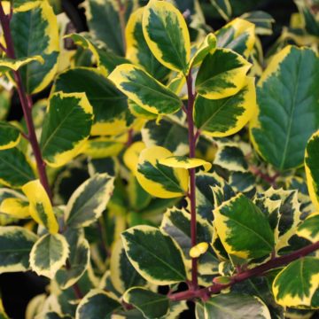 Ilex X Altaclerensis 'Golden King'