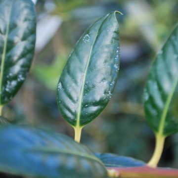 Ilex Aquifolium J.C Van Tol