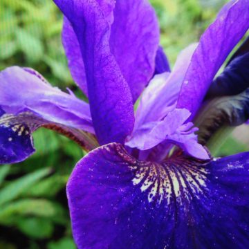 Iris Ruffled Velvet
