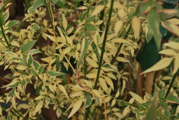 Jasminum Argenteo Variegata