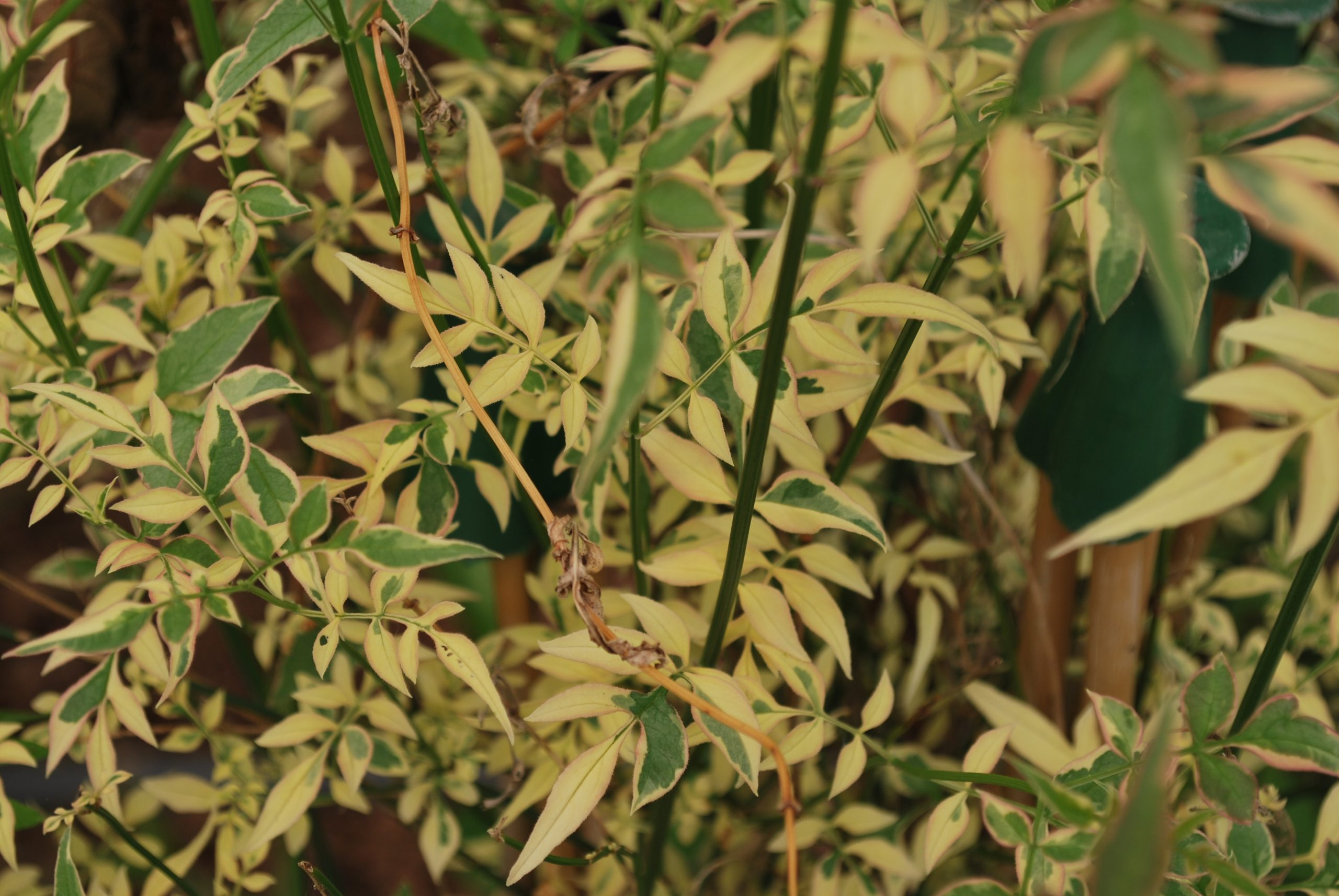 Jasmin Argenteo Variegata Jasminum Argenteo Variegata
