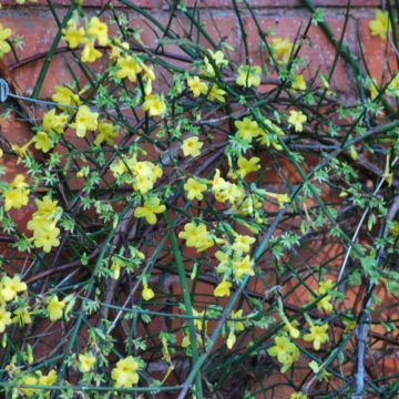 Jasminum Officinale Nudiflorum