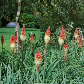 Kniphofia Coral Breakers