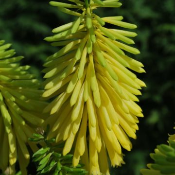 Kniphofia Bees Lemon