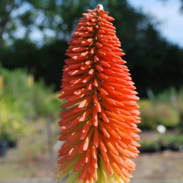 Kniphofia Caulescens