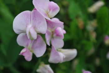 Lathyrus Latifolius 'Pink Pearl'