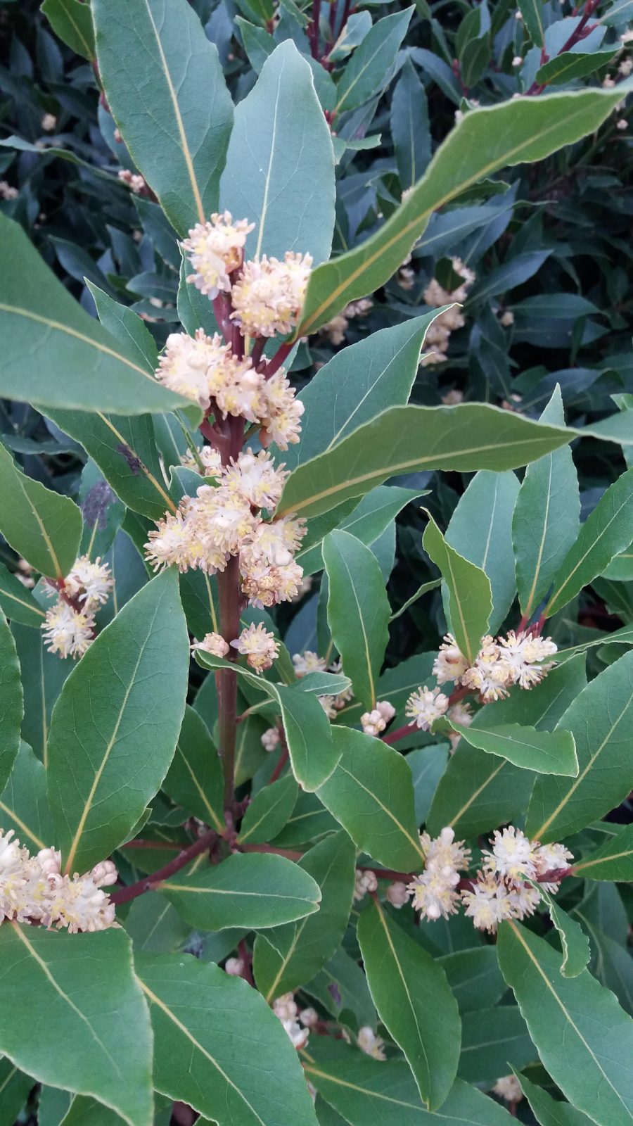 Laurus Nobilis Emerald Plants Laurus Nobilis Emerald Plants