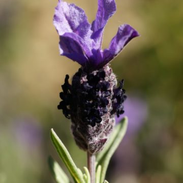 Lavandula Stoechas