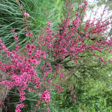 Leptospermum Nanum Kiwi