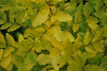 Ligustrum Lemon And Lime