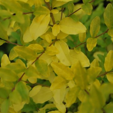 Ligustrum Lemon And Lime