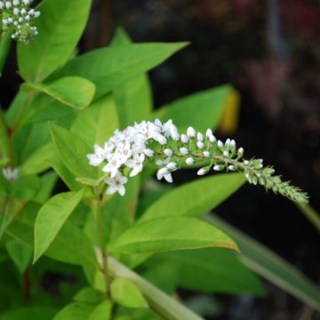 Lysimachia Clethroides Lady Jane