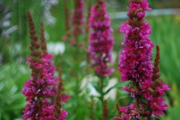 Lythrium Salicaria Robert
