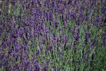 Lavender Hidcote