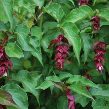 Leycesteria Formosa